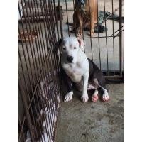 ราคา ลูกสุนัขพิทบูล (ต้องมารับเอง) (360579645)