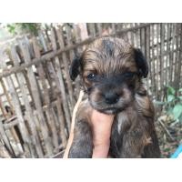 ราคา ชิวาวา เมียชื่อ สีน้ำตาลดำ (360653169)