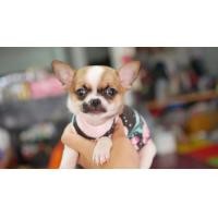 ราคา ชิวาวาขนสั้น เพศผู้ (360708849)