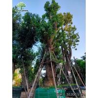 ราคา ต้นจิกน้ำ (มือหนึ่ง) (360216109)