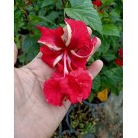 ราคา ต้นชบาทองย้อยสีแดงและสีโอว์โรส (มือหนึ่ง) (360708568)