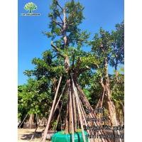 ราคา ต้นมั่งมี (มือหนึ่ง) (360215977)