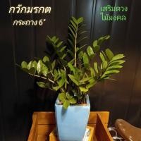 ราคา ไม้มงคล ต้นกวักมรกต (ฟอกอากาศ) (มือหนึ่ง) (360690101)