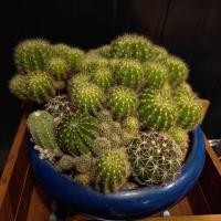 ราคา ต้นถังทอง กระบองเพชร (มือหนึ่ง) (360689611)