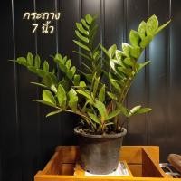 ราคา กวักมรกต ต้นไม้ฟอกอากาศ (มือหนึ่ง) (360690309)