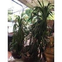 ราคา (ส่งต่อ) ต้นจันผา อายุ 10 ปี อัพ ต้นอวบ ทรงสวย ราคาส่งต่อ (มือสอง) (357381284)