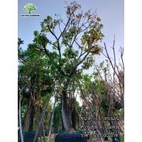 ราคา ต้นจิกน้ำ (มือหนึ่ง) (360217035)