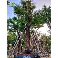 ราคา ต้นมะขาม (มือหนึ่ง) (360216569)