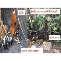 ราคา ลูกไก่เหลืองหางขาวพระเจ้าห้าพระองค์ (360693591)