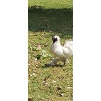 ราคา ลูกไก่แจ้ญี่ปุ่น (360688836)