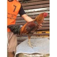 ราคา พม่าหน้าหงอนรำวง (360688614)