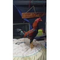 ราคา แบ่งครับพม่าง่อน คัดผ่าน เกรด vip (360686697)