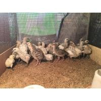 ราคา ไก่ดำสายพันธุ์มองโกเลีย (360681324)
