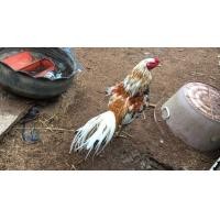 ราคา ขายไก่เหลืองหางขาว (360703039)