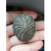 ราคา เบี้ยแก้หลวงปู่เพิ่ม วัดกลางบางแก้ว (มือสอง) (360660738)