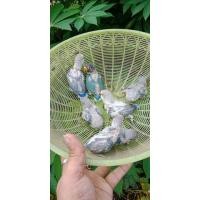 ราคา ขายลูกป้อนเลิฟเบิดร์สีสวยๆทั้งนี้น (348178767)