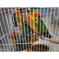 ราคา ขายซันคอนัวร์ (360665412)