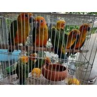 ราคา ขายซันคอนัวร์ (360664892)