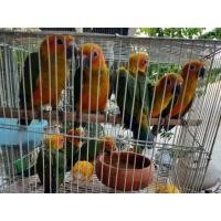 ราคา ขายซันคอนัวร์ (360455435)