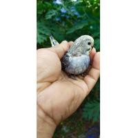 ราคา ลูกป้อนนกหงส์หยก (352798679)