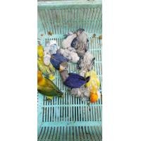 ราคา ลูกป้อนนกเลิฟเบิร์ด (353247022)