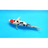 ราคา ปลาคาร์ฟ​นอก​สวยๆ​ ตันโจซันเก้​ อินาซึมะ (360671480)