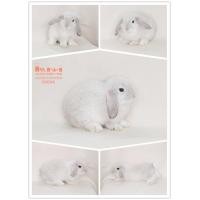 ราคา กระต่าย HL แท้ Holland Lop แท้ ฮอลแลนด์ลอปแท้ เกรดเลี้ยงเล่น ฟาร์มขายเอง มีบริการจัดส่ง (360130991)
