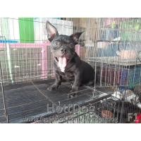 ราคา บูลลี่ โครงสร้างใหญ่ ฟอร์มสวยๆ รับบัตรเครดิตจ้าาา (360658246)