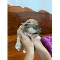 ราคา สุนัขชิวาว่าแท้ ขาสั้น (360656605)