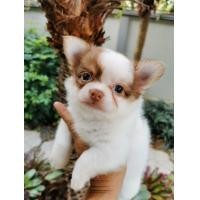 ราคา ชิ​วา​วา​ขน​ยาว​เพศ​ผู้ (360671822)