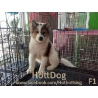 ราคา ลูกสุนัขบางแก้วแท้ ฟอร์มสวย ขนแน่นๆฟูๆ พร้อมย้ายบ้านจ้า (360658373)