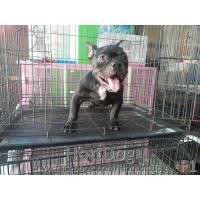 ราคา บูลลี่ โครงสร้างใหญ่ ฟอร์มสวยๆจ้า รับบัตรเครดิตจ้า (360658179)