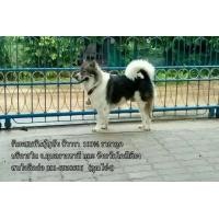 ราคา สุนัขพันธุ์บางแก้ว (137644651)