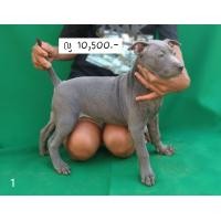 ราคา สุนัข พันธุ์ Thai Ridgeback dog (ไทยหลังอาน) (360480278)