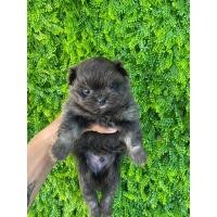 ราคา ชิวาว่าผสมปอม (360672413)