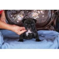 ราคา อเมริกันบูลลี่ (360668939)