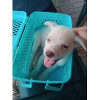 ราคา หาที่อยู่ให้น้องครับ พันธุ์ไทยผสมหลังอาน ตัวผู้ (360669040)