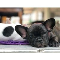 ราคา เฟรนบูลด็อก (360666629)