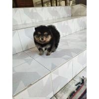 ราคา ลูกสุนัขพันธุ์ปอมเมอเรเนียน (360666410)