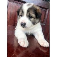 ราคา บางแก้วแท้ (360662528)