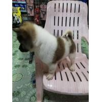 ราคา บางแก้ว (360659277)