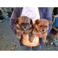 ราคา ปอมผสมชิวาวา (360658522)