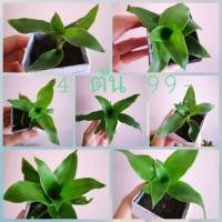 ราคา ต้นวาสนาไหลมา​ หรือ​ พระแม่กวนอิมพันกร (มือหนึ่ง) (360186248)