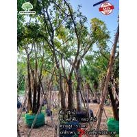 ราคา ต้นจิกน้ำ (มือหนึ่ง) (360672826)