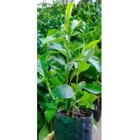 ราคา ต้น​มะนาวแป้นพวง ชุด​ละ​2​ถุง​4​ต้น​ ส่ง​ฟรี​เก็บเงิน​ปลายทาง​ได้​ค่ะ​ (มือหนึ่ง) (352751044)