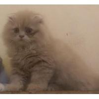 ราคา สก็อตติชโฟลด์ (360663747)