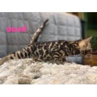 ราคา แมวเบงกอล (360661828)