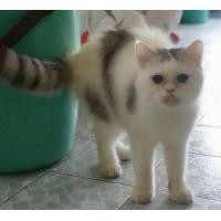 ราคา แมว exotic sh (360658786)