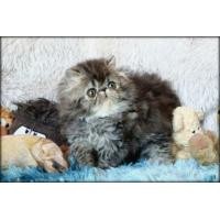 ราคา Exotic Longhair เพศผู้ (360654685)