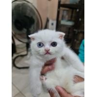 ราคา ลูกแมวสก็อตติช โฟลด์ (360654448)